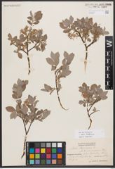 Salix bebbiana Sarg.